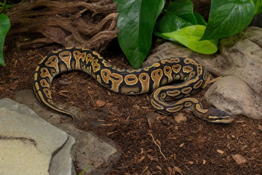 Königspython „Copper“, Python regius