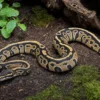 Königspython „Cypress Leopard“, Python regius