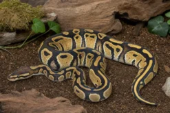 Königspython „Cypress Leopard“, Python regius