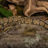 Königspython „Enchi Gravel“, Python regius