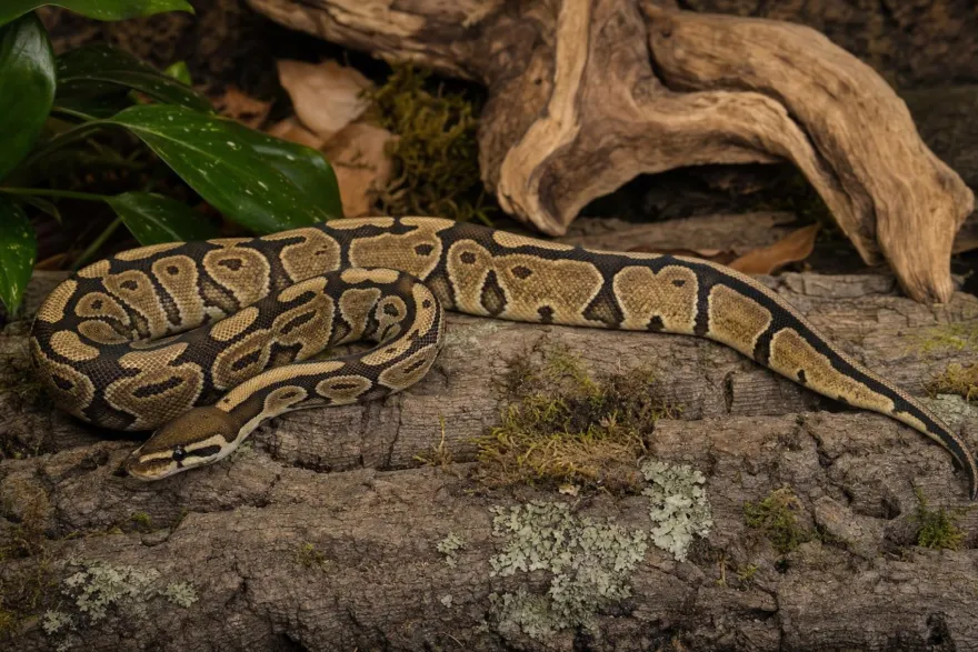 Königspython „Enchi Gravel“, Python regius