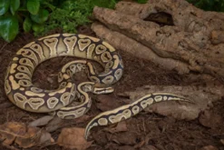 Königspython „Enchi Gravel“, Python regius