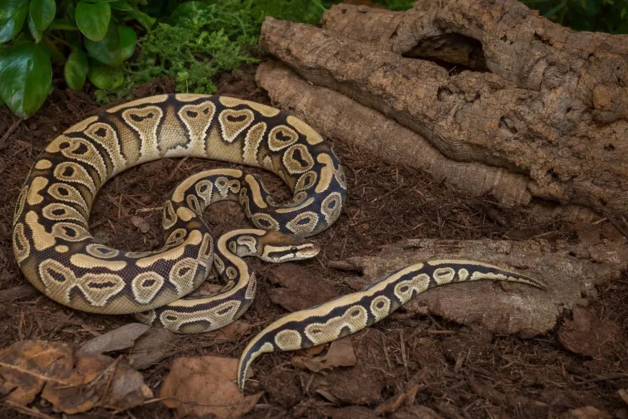 Königspython „Enchi Gravel“, Python regius