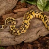 Königspython „Enchi Leopard Pastel“, Python regius