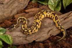 Königspython „Enchi Leopard Pastel“, Python regius