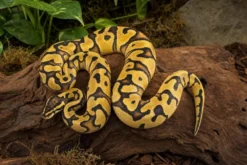 Königspython „Enchi Leopard Pastel“, Python regius