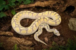 Königspython „Enchi Pastel Desert Ghost“, Python regius