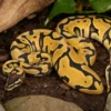 Königspython „Enchi Pastel Red Stripe“, Python regius