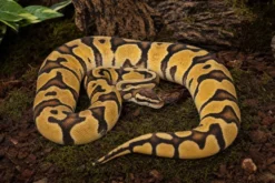 Königspython „Enchi Pastel Red Stripe“, Python regius