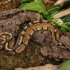 Königspython „Enchi Red Stripe“, Python regius