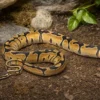 Königspython „Enchi Trick“, Python regius