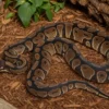 Königspython „GHI Chocolate“, Python regius