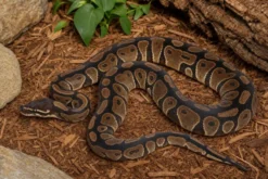Königspython „GHI Chocolate“, Python regius