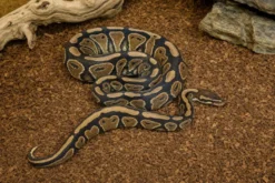 Königspython „Gravel Special“, Python regius