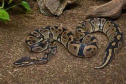 Königspython „Hurricane Doppelmorph“, Python regius