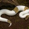 Königspython „Mojave Enchi Pastel Pied“, Python regius