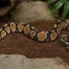 Königspython „Pastell HGWG Spezial“, Python regius
