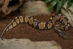 Königspython „Pastell HGWG Spezial“, Python regius