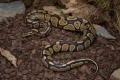 Königspython „Pastell HGWG Spezial“, Python regius