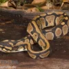 Königspython, Python regius
