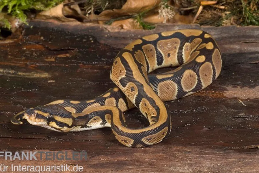 Königspython, Python regius