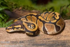 Königspython, Python regius