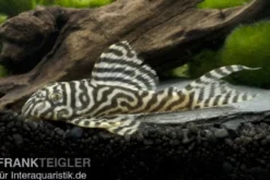 Königstiger-Harnischwels, Hypancistrus spec. L333 spezial (Whiteline)