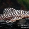 Königstiger-Harnischwels, Hypancistrus spec. L333 Belo Monte