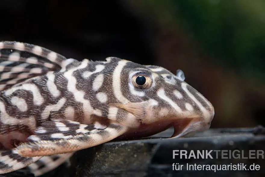 Königstiger-Harnischwels, Hypancistrus spec. L333 Belo Monte