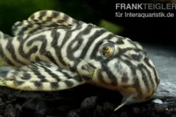 Königstiger-Harnischwels, Hypancistrus spec. L333 Belo Monte