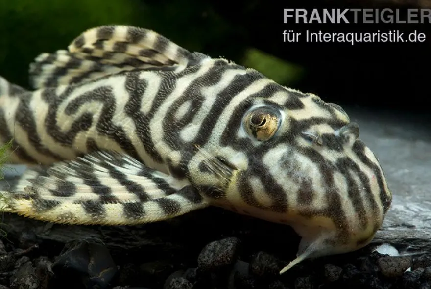 Königstiger-Harnischwels, Hypancistrus spec. L333 Belo Monte