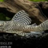 Königstiger-Harnischwels, Hypancistrus spec. L66, 3-4 cm DNZ
