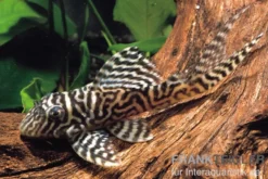 Königstiger-Harnischwels, Hypancistrus spec. L66, 3-4 cm DNZ