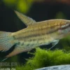 Knurrender Gurami, Trichopsis vittata