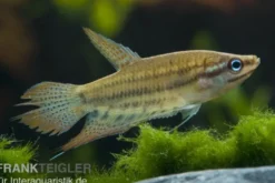 Knurrender Gurami, Trichopsis vittata