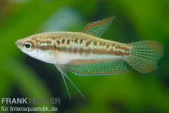 Knurrender Zwerggurami, Trichopsis pumilus (Minifisch)