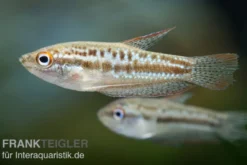 Knurrender Zwerggurami, Trichopsis pumilus (Minifisch)