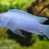 Kobaltblauer Zebrabuntbarsch, Maylandia callainos "Cobalt Blue"