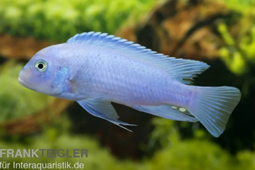 Kobaltblauer Zebrabuntbarsch, Maylandia callainos "Cobalt Blue"