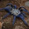 Kobaltblaue Vogelspinne, Haplopelma lividum