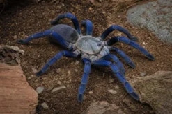 Kobaltblaue Vogelspinne, Haplopelma lividum
