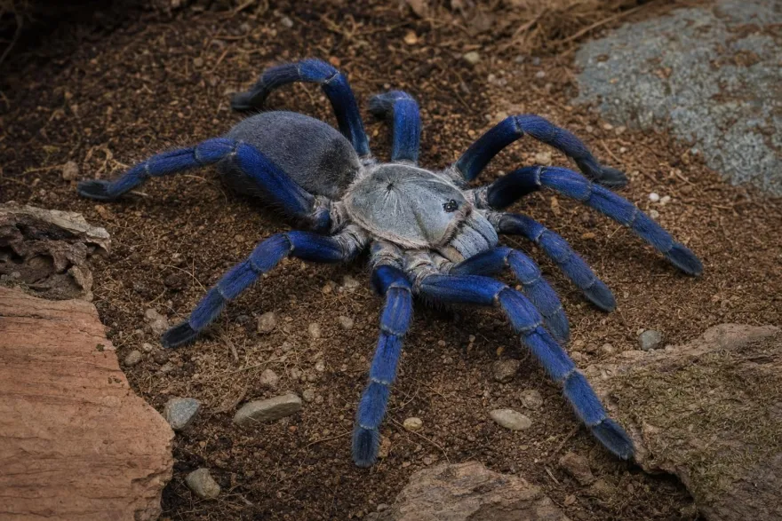 Kobaltblaue Vogelspinne, Haplopelma lividum
