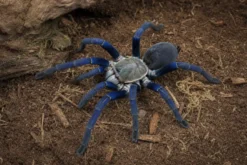 Kobaltblaue Vogelspinne, Haplopelma lividum