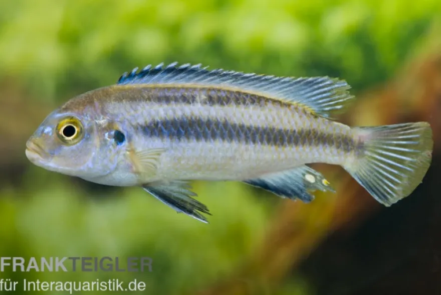 Kobalt-Orange-Buntbarsch, Melanochromis johannii, DNZ