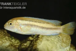 Kobalt-Orange-Buntbarsch, Melanochromis johannii, DNZ