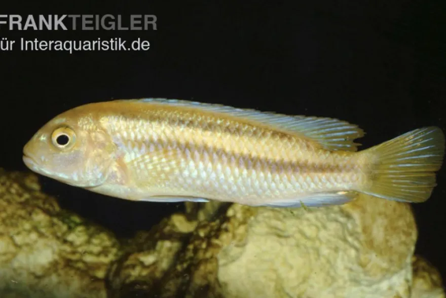 Kobalt-Orange-Buntbarsch, Melanochromis johannii, DNZ