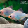Kobalt-Sumatrabarbe, Barbus tetrazona