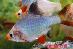 Kobalt-Sumatrabarbe, Barbus tetrazona