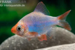 Kobalt-Sumatrabarbe, Barbus tetrazona