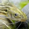 Kobaltwels, Mystus tengara